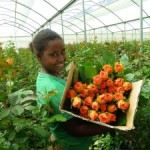  Ethiopia became world’s fourth largest flower exporter