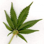 Billionaire And Mexican President Announce Plans To Open Retail Marijuana Stores Around The World!