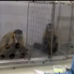 Amazing Experiment on Monkeys about Inequality
