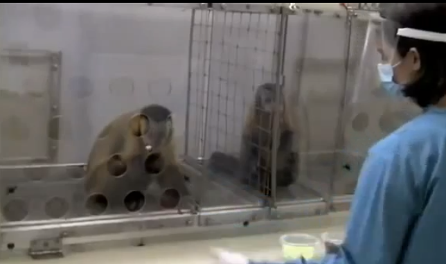 monkey experiment