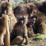Ethiopian Gellada Monkeys “talk in a language” close to human speech