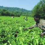 Ethiopia Bids to Become Africa’s Agricultural Superpower