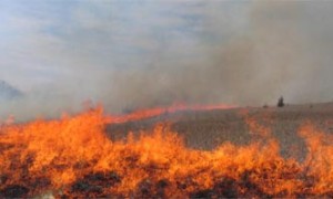 firefarm