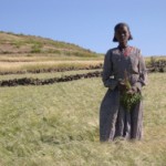 The Teff Agreement – How Ethiopia Lost Control of Its Teff Genetic Resources