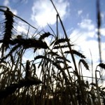 Gulf States Seek Food Security in Europe, U.S. After African Problems