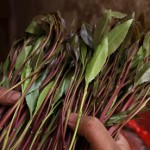 Ethiopian Maid held with 10kg of qat