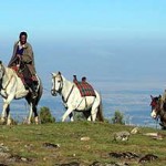 Ethiopian fossil of species of horse dated to 4.4 million years old