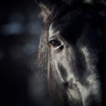 Scientists Discover 4 Million Year-Old Horse Fossil In Ethiopia