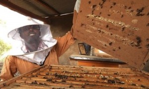 BeekeeperTigrayEthiopia009