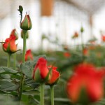 Ethiopia, India come up roses as Kenya’s flower sector goes to seed