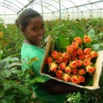 Flower importers shift focus to Ethiopia and India