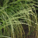 Teff Identity Theft