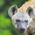The urban hyenas that attack rough sleepers in the Ethiopian capital Addis Ababa
