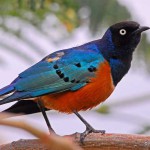 Ethiopia a birder’s delight