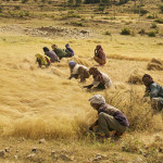 Ethiopia Making Efforts To Obtain Patent For Local Food Grain Teff