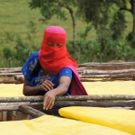 Ethiopian Farmer Discovered buried Gold in Arsi